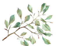 eucalyptus greenery